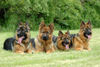 Deutscher Schäferhund Brauner langhaariger Schlag Foto: Torro mit seinem Nachwuchs (ID 24883) Deutscher Schäferhund Brauner langhaariger Schlag Hund