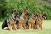 Deutscher Schäferhund Brauner langhaariger Schlag Foto: Torro mit seinem Nachwuchs (ID 24882) Deutscher Schäferhund Brauner langhaariger Schlag Hund