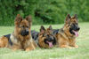 Deutscher Schäferhund Brauner langhaariger Schlag Foto: Torro mit seinem Nachwuchs (ID 24884) Deutscher Schäferhund Brauner langhaariger Schlag Hund