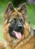 Deutscher Schäferhund Brauner langhaariger Schlag Foto: Asco (ID 23627) Deutscher Schäferhund Brauner langhaariger Schlag Hund