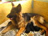 Deutscher Schäferhund Brauner langhaariger Schlag Foto: Face die stolze Mutter geb. 6.11.05 (ID 26428) Deutscher Schäferhund Brauner langhaariger Schlag Hund