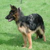 Deutscher Schäferhund Brauner langhaariger Schlag Foto: Face an der Ausstellung (ID 25710) Deutscher Schäferhund Brauner langhaariger Schlag Hund