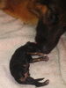 Deutscher Schäferhund Brauner langhaariger Schlag Foto: Face\'s Welpe, gerade geboren 6.11.05 (ID 26430) Deutscher Schäferhund Brauner langhaariger Schlag Hund