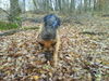 Deutscher Schäferhund Brauner langhaariger Schlag Foto: Sando, 2 1/2 Jahre alt, sitzt im Mainzer Tierheim. (ID 36586) Deutscher Schäferhund Brauner langhaariger Schlag Hund