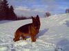 Deutscher Schäferhund Brauner langhaariger Schlag Hund