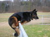 Deutscher Schäferhund Brauner langhaariger Schlag Foto: Chicca! Schäfer mix 7 jahre ZH (ID 29216) Deutscher Schäferhund Brauner langhaariger Schlag Hund