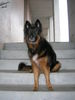 Deutscher Schäferhund Brauner langhaariger Schlag Foto: Chicca! Schäfer mix 7 jahre ZH (ID 29217) Deutscher Schäferhund Brauner langhaariger Schlag Hund