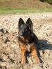 Deutscher Schäferhund Brauner langhaariger Schlag Foto: Chicca! Schäfer- Apenzeller mix (ID 26627) Deutscher Schäferhund Brauner langhaariger Schlag Hund