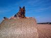 Deutscher Schäferhund Brauner langhaariger Schlag Hund