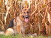 Deutscher Schäferhund Brauner langhaariger Schlag Foto: Es wird Herbst (ID 29764) Deutscher Schäferhund Brauner langhaariger Schlag Hund