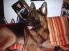 Deutscher Schäferhund Brauner langhaariger Schlag Foto: Pasha der wahre DSH!! (ID 33383) Deutscher Schäferhund Brauner langhaariger Schlag Hund