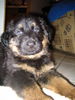 Deutscher Schäferhund Brauner langhaariger Schlag Foto: Kandy's Baby (ID 26504) Deutscher Schäferhund Brauner langhaariger Schlag Hund