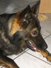Deutscher Schäferhund Brauner langhaariger Schlag Foto: Burberry (ID 26505) Deutscher Schäferhund Brauner langhaariger Schlag Hund