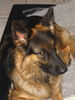 Deutscher Schäferhund Brauner langhaariger Schlag Foto: Face (ID 26506) Deutscher Schäferhund Brauner langhaariger Schlag Hund