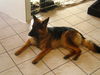 Deutscher Schäferhund Brauner langhaariger Schlag Foto: Face Trächtig (ID 26040) Deutscher Schäferhund Brauner langhaariger Schlag Hund