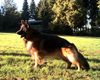 Deutscher Schäferhund Brauner langhaariger Schlag Foto: Iven vom Frigatal (ID 7539) Deutscher Schäferhund Brauner langhaariger Schlag Hund