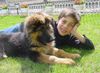 Deutscher Schäferhund Brauner langhaariger Schlag Foto: Ruhepause für Jason und Anja (ID 7354) Deutscher Schäferhund Brauner langhaariger Schlag Hund