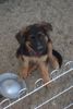Deutscher Schäferhund Brauner langhaariger Schlag Foto: Bin ich nicht ´ne ganz Süße??? (ID 4877) Deutscher Schäferhund Brauner langhaariger Schlag Hund