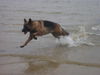 Deutscher Schäferhund Brauner langhaariger Schlag Foto: Kira an der Ostsee (ID 33085) Deutscher Schäferhund Brauner langhaariger Schlag Hund