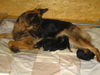 Deutscher Schäferhund Brauner langhaariger Schlag Foto: Face Kontrolle ob alles i.O. (ID 26432) Deutscher Schäferhund Brauner langhaariger Schlag Hund