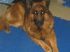 Deutscher Schäferhund Brauner langhaariger Schlag Foto: Mac der stolze Vater der Jungen vom 6.11.05 (ID 26433) Deutscher Schäferhund Brauner langhaariger Schlag Hund