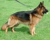 Deutscher Schäferhund Brauner langhaariger Schlag Foto: Mac unser Zuchtrüde steht auch anderen Hündinnen zum Decken bereit (ID 25706) Deutscher Schäferhund Brauner langhaariger Schlag Hund