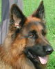 Deutscher Schäferhund Brauner langhaariger Schlag Foto: Mac an der Ausstellung (ID 25708) Deutscher Schäferhund Brauner langhaariger Schlag Hund