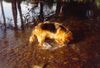 Deutscher Schäferhund Brauner langhaariger Schlag Foto: Wasserratte Nana vom Haus Marterstock beim Steine suchen (ID 9280) Deutscher Schäferhund Brauner langhaariger Schlag Hund