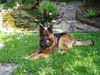 Deutscher Schäferhund Brauner langhaariger Schlag Hund