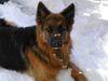 Deutscher Schäferhund Brauner langhaariger Schlag Foto: Mein **PASCHA** (ID 9159) Deutscher Schäferhund Brauner langhaariger Schlag Hund
