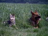 Deutscher Schäferhund Brauner langhaariger Schlag Foto: Schäferhündin Gina mit Tscheschischer Wolfmix Hündin Jackie (ID 33069) Deutscher Schäferhund Brauner langhaariger Schlag Hund
