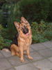 Deutscher Schäferhund Brauner langhaariger Schlag Foto: Sandro 81/2 Monate alt (ID 35965) Deutscher Schäferhund Brauner langhaariger Schlag Hund