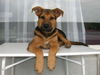 Deutscher Schäferhund Brauner langhaariger Schlag Foto: Taiko Schäfer mix 4 monate aus Zürich (ID 32963) Deutscher Schäferhund Brauner langhaariger Schlag Hund
