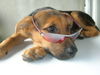 Deutscher Schäferhund Brauner langhaariger Schlag Foto: Taiko Schäfer mix 4 monate aus Zürich (ID 32964) Deutscher Schäferhund Brauner langhaariger Schlag Hund