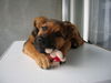 Deutscher Schäferhund Brauner langhaariger Schlag Foto: Taiko Schäfer mix 4 monate aus Zürich (ID 32965) Deutscher Schäferhund Brauner langhaariger Schlag Hund