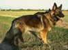 Deutscher Schäferhund Brauner langhaariger Schlag Foto: Weena Altdeutsche Schäferhündin (ID 12114) Deutscher Schäferhund Brauner langhaariger Schlag Hund