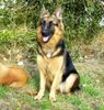 Deutscher Schäferhund Brauner langhaariger Schlag Foto: Altdeutsche Hündin im Alter von 8 Monaten (ID 5946) Deutscher Schäferhund Brauner langhaariger Schlag Hund