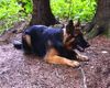 Deutscher Schäferhund Brauner langhaariger Schlag Foto: Wollen wir Spielen? 5 mon später (ID 5836) Deutscher Schäferhund Brauner langhaariger Schlag Hund