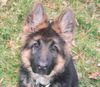 Deutscher Schäferhund Brauner langhaariger Schlag Foto: so klein und schon soooooo ... (ID 34964) Deutscher Schäferhund Brauner langhaariger Schlag Hund