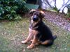Deutscher Schäferhund Brauner langhaariger Schlag Hund