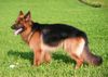 Deutscher Schäferhund Brauner langhaariger Schlag Foto: Ich bin *Pascha von der Hallertau* Deckrüde, liebe die Sonne und den Sport. Frauchen ist stolz auf mich, sagt sie. (ID 13806) Deutscher Schäferhund Brauner langhaariger Schlag Hund