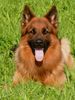 Deutscher Schäferhund Brauner langhaariger Schlag Foto: Ich bin *Pascha von der Hallertau* Deckrüde, liebe die Sonne und den Sport. Frauchen ist stolz auf mich, sagt sie. (ID 13805) Deutscher Schäferhund Brauner langhaariger Schlag Hund
