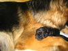 Deutscher Schäferhund Brauner langhaariger Schlag Foto: Face Welpe, es ist so schön bei meiner Mama, hab sie lieb (ID 26431) Deutscher Schäferhund Brauner langhaariger Schlag Hund