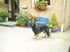Deutscher Schäferhund Brauner langhaariger Schlag Hund