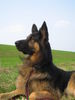 Deutscher Schäferhund Brauner langhaariger Schlag Foto: sandro , der Naturbursche (ID 37027) Deutscher Schäferhund Brauner langhaariger Schlag Hund