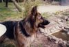 Deutscher Schäferhund Brauner langhaariger Schlag Foto: ein teich nur für mich (ID 4632) Deutscher Schäferhund Brauner langhaariger Schlag Hund