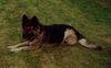 Deutscher Schäferhund Brauner langhaariger Schlag Foto: thoran (ID 4557) Deutscher Schäferhund Brauner langhaariger Schlag Hund