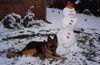 Deutscher Schäferhund Brauner langhaariger Schlag Foto: hallo der eismann ist daaaaa (ID 4631) Deutscher Schäferhund Brauner langhaariger Schlag Hund