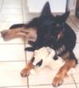 Deutscher Schäferhund Brauner langhaariger Schlag Foto: Wir zwei verstehen uns doch oder? (ID 3204) Deutscher Schäferhund Brauner langhaariger Schlag Hund