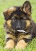 Deutscher Schäferhund Brauner langhaariger Schlag Foto: Ich bringe heute die Post (ID 26672) Deutscher Schäferhund Brauner langhaariger Schlag Hund